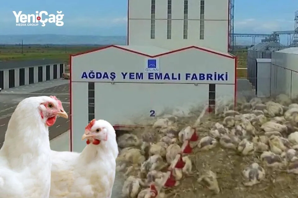 ağdaş-yem