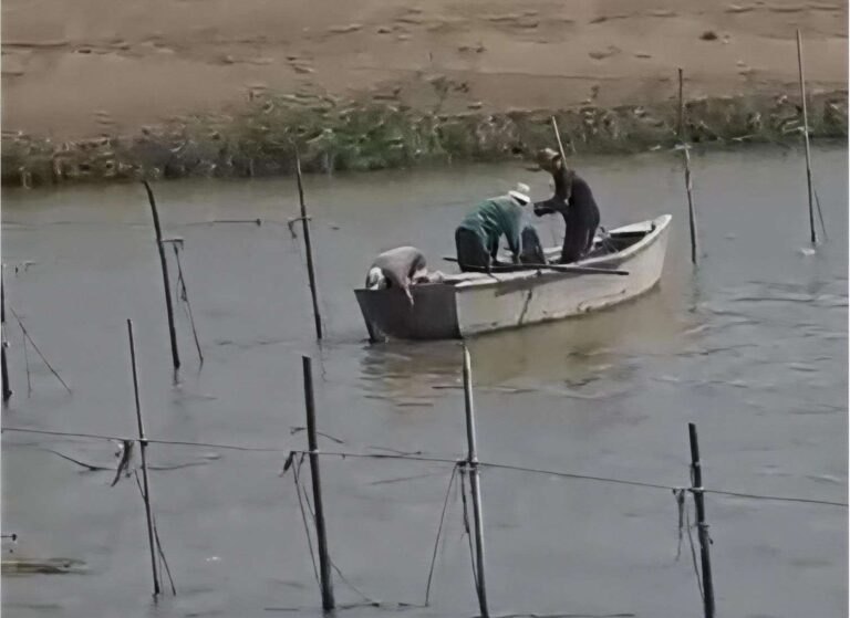 balıqcı