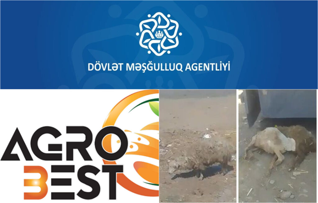 Məşğulluq Agentliyi ölkəyə xəstə heyvanlar gətirən “Agro Best”ə yenə sifariş verdi –