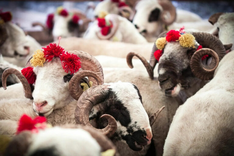qurban-qoyun