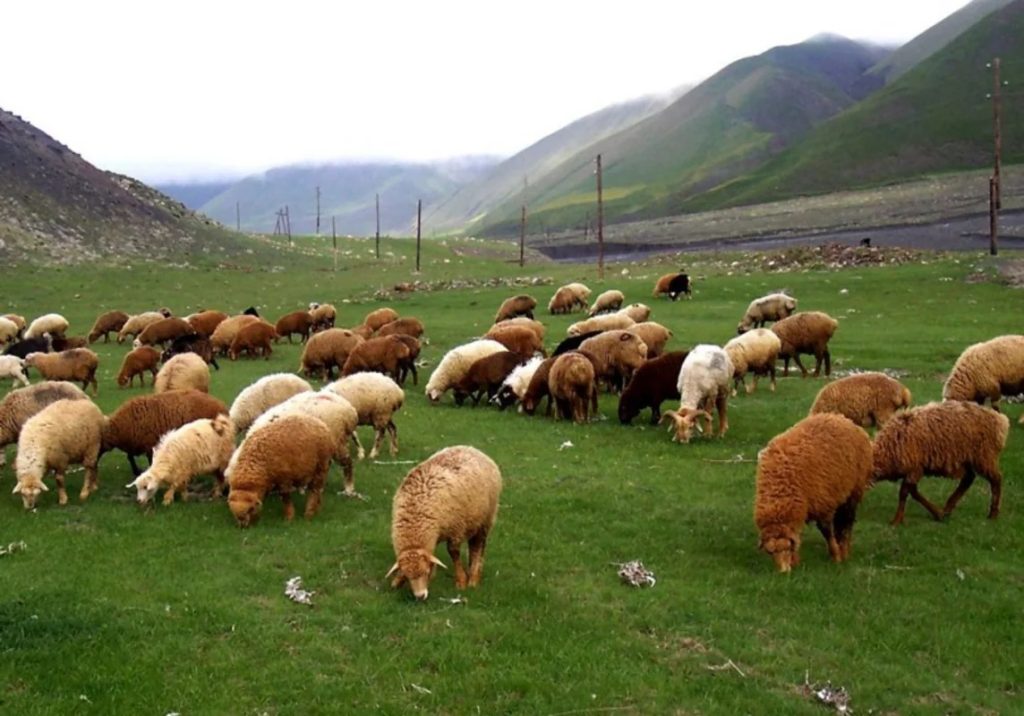 qoyun-sürü